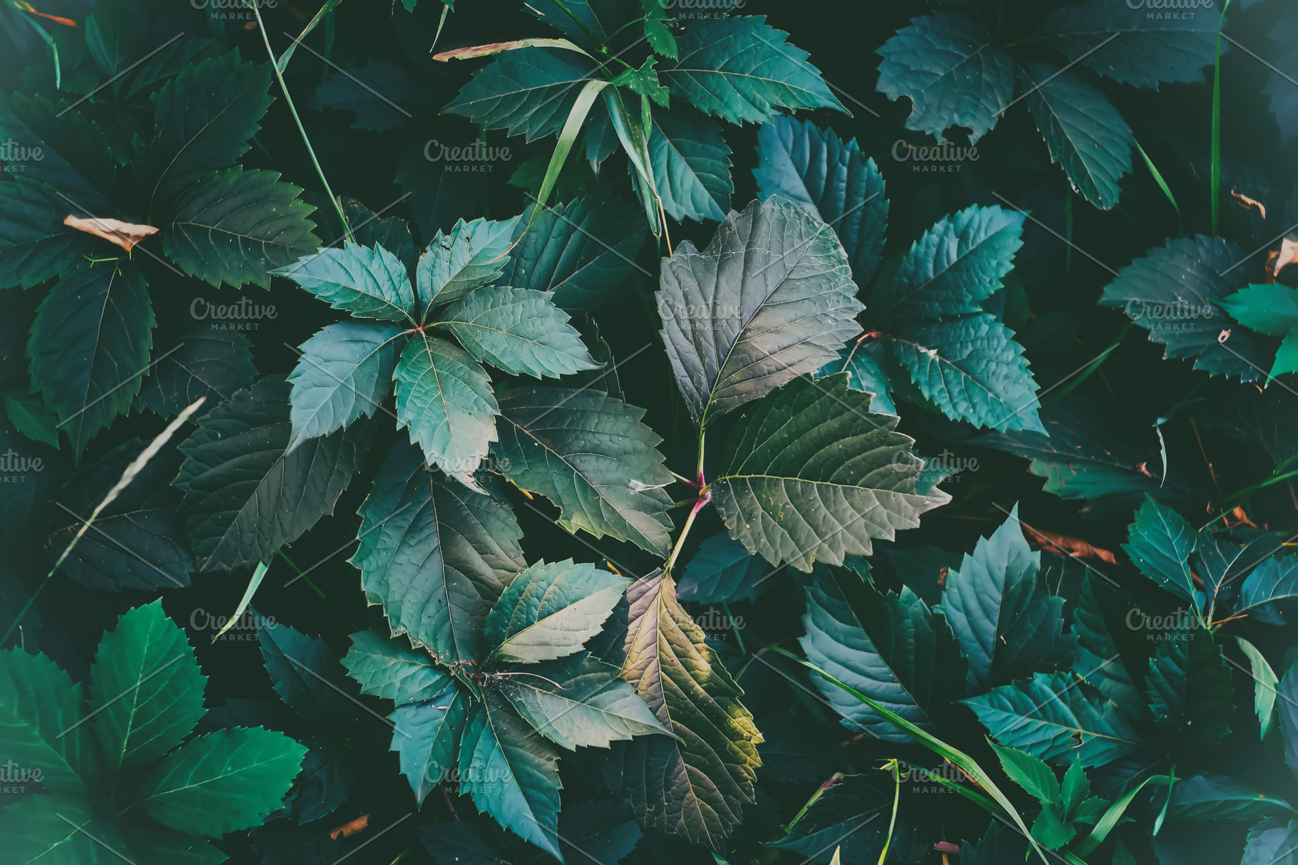 Texture of green leaves stock photo containing spring and beautiful, a Nature Photo by Vladimir Kazimirov