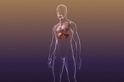 Respiratory System Lungs Body, a Characters & Person 3D Model by VisualCG (Thumbnail 5 of 5)