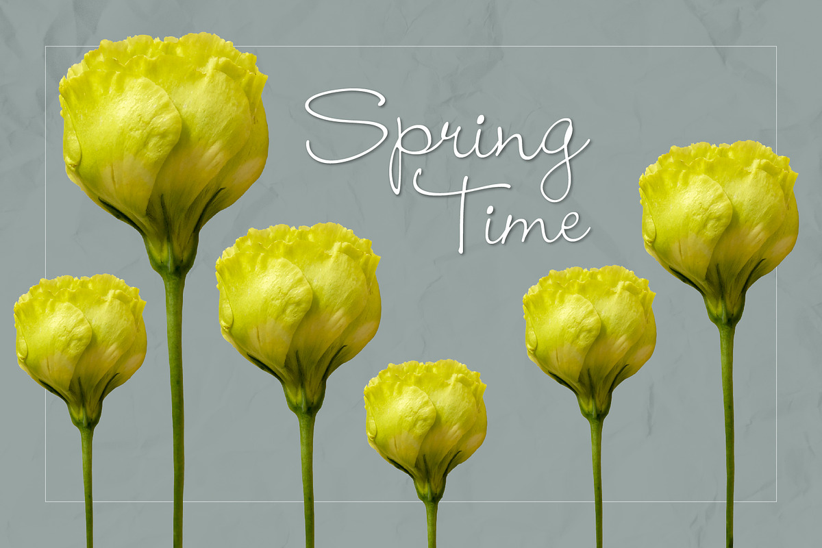 Lisianthus Blooms Realistic Flowers, an Object Graphic by Turning Moss (Photo 7 of 8)