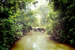 Jungle river featuring jungle, river, and trees
