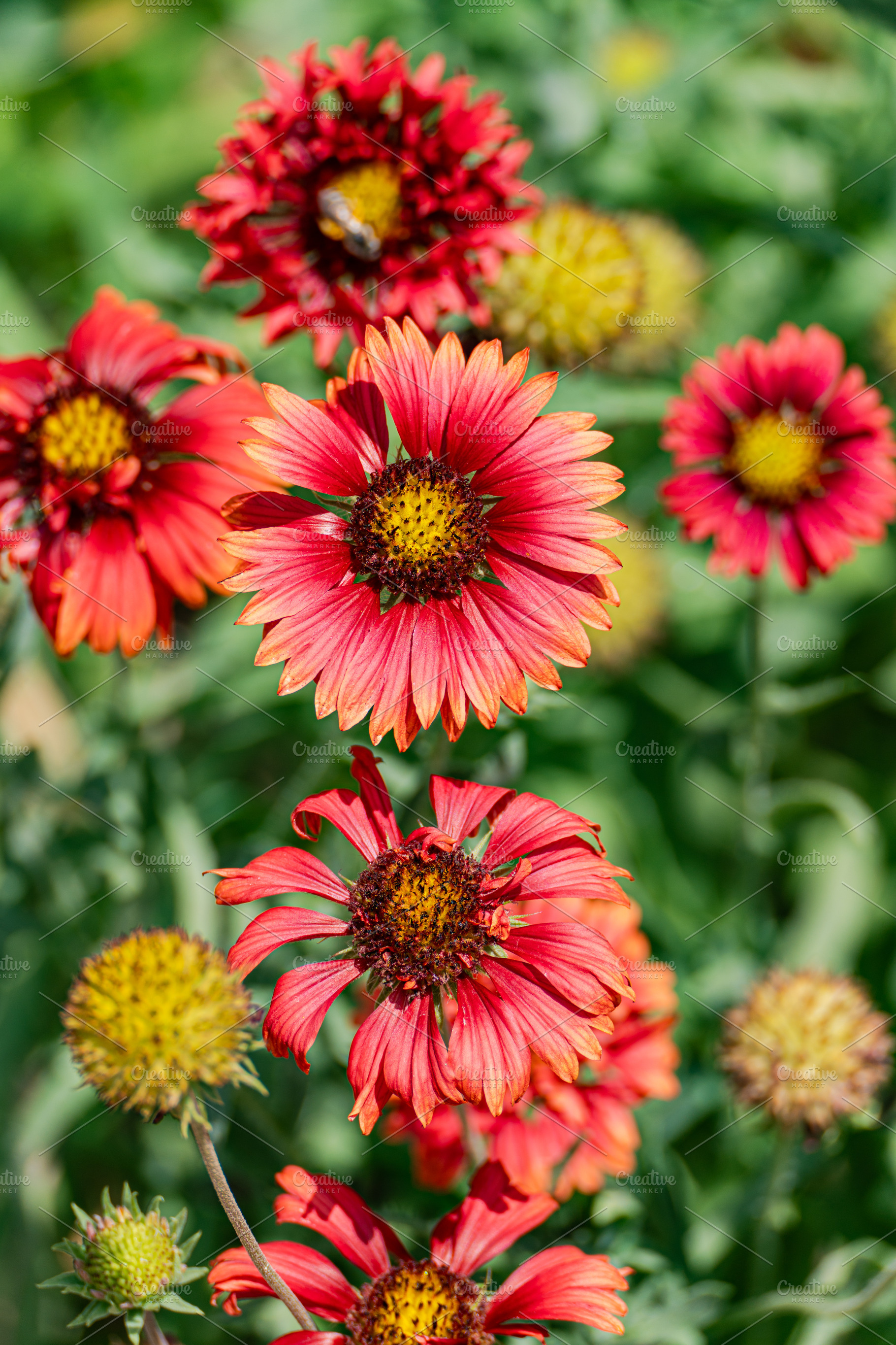 Gaillardia flowers in the summer meadow, a Nature Photo by Anna Bogush