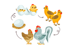 Chicken life cycle. Farm bird growth, an Animal Illustration by Vectorbuum