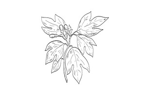 Sassafras Albidum Tree Spice, an Illustration by patrimonio