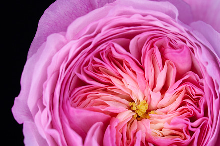 My Constance Rose III