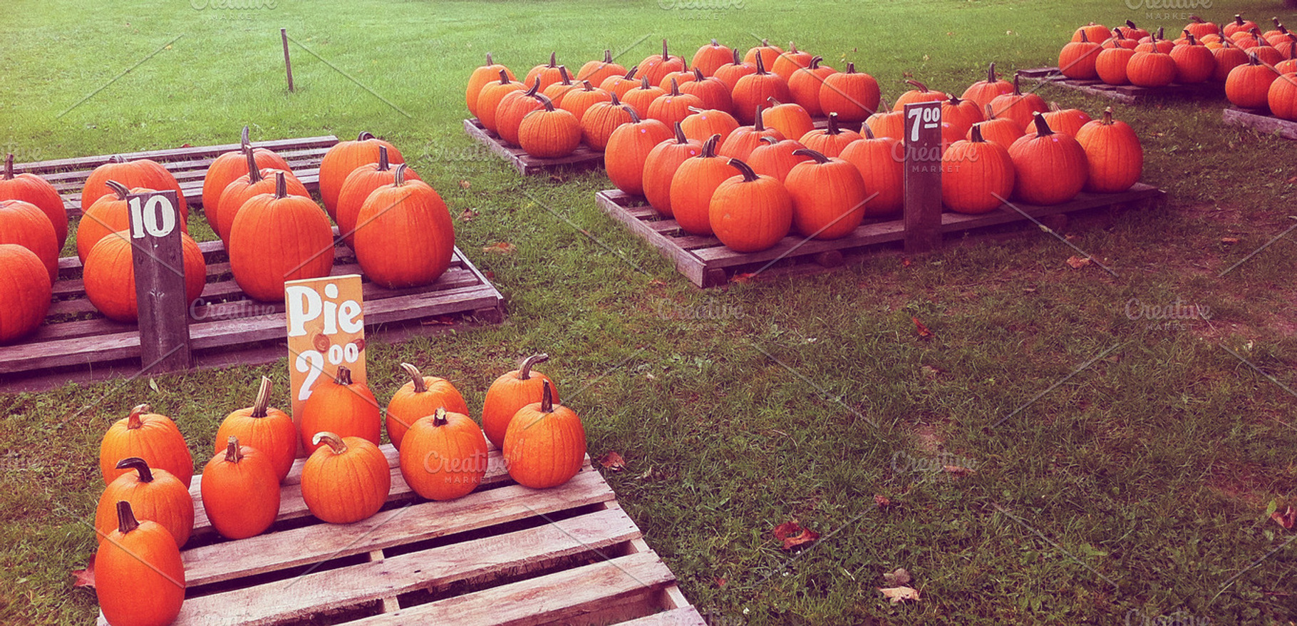 Autumn Pumpkins on Display, a Holiday Photo by RM Photos and Art