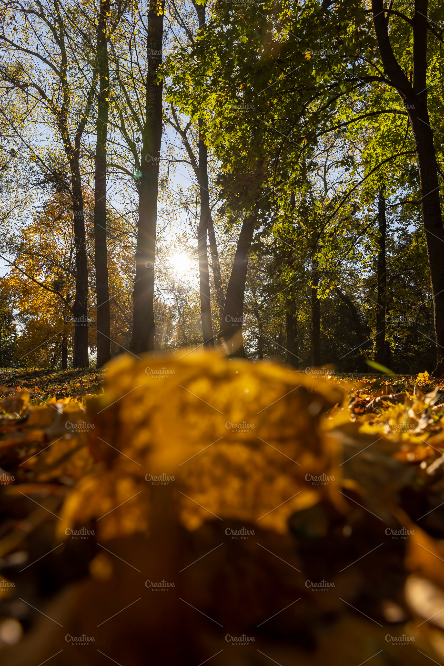 sunny day in the park during the autumn leaf fall, foliage fallen to the ground, a Photo by rsoollAI