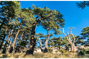 The cedars of god at bsharri in stock photo containing lebanon and cedar, a Nature Photo by Leonid Andronov