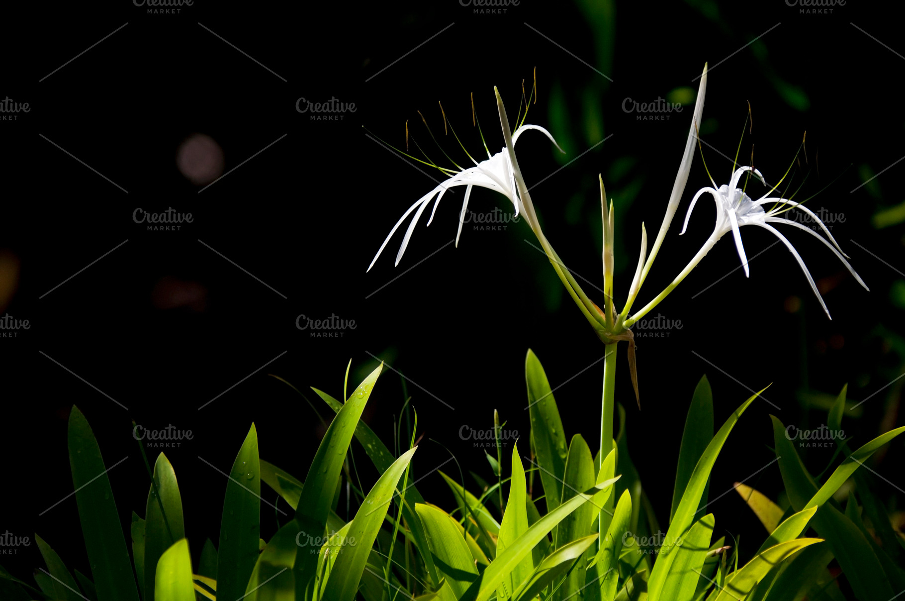 White Spider Lily, a Nature Photo by THP Creative