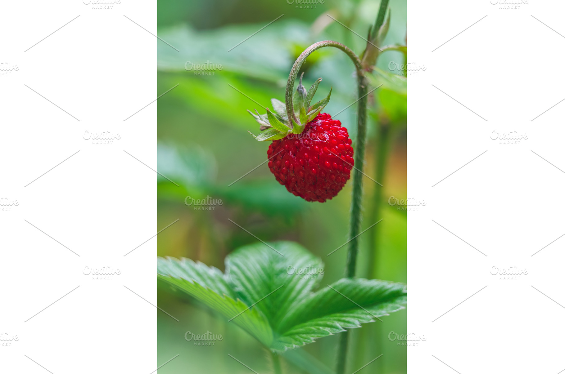 Ripe wild strawberries in the green, a Food & Drink Photo by Lukas Jonaitis SHOP