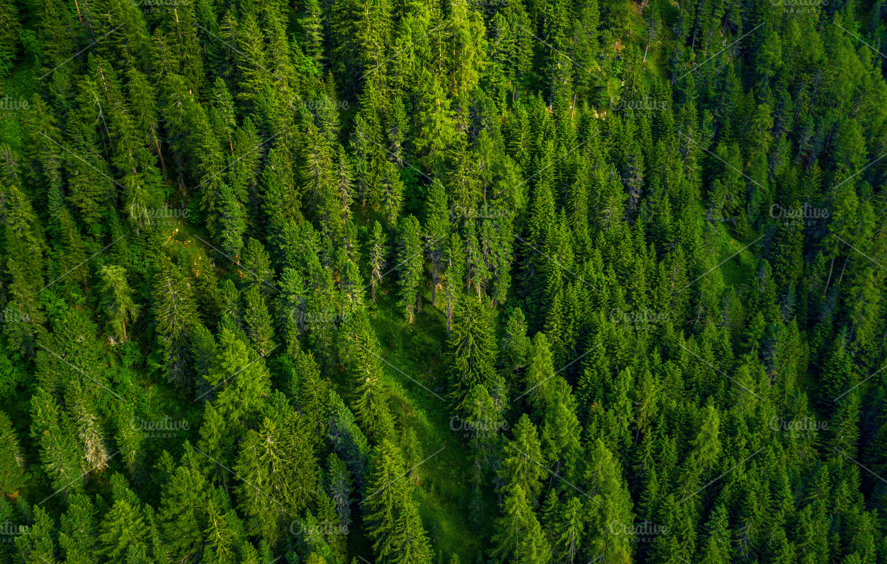 top view green trees, a Nature Photo by AlexZaitsev