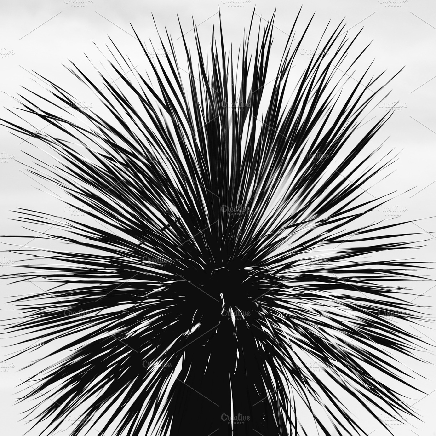 Desert Palm Tree - black and white, a Nature Photo by Open Eye Design