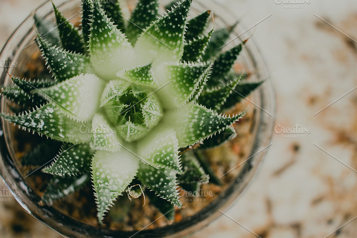 Succulent Plant Close-up, a Nature Photo by René Jordaan Photography (Photo 1 of 2)