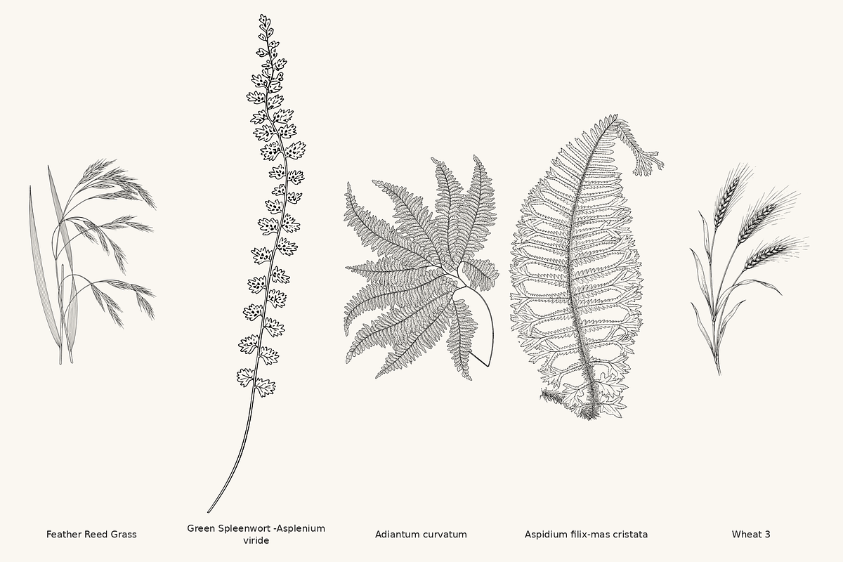 Fern & Grass Line Art Collection, a Decorative Illustration by AW Studios (Photo 11 of 11)