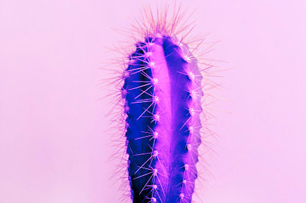 Fashion abstract cactus on pastel ba, a Nature Photo by hitdelight
