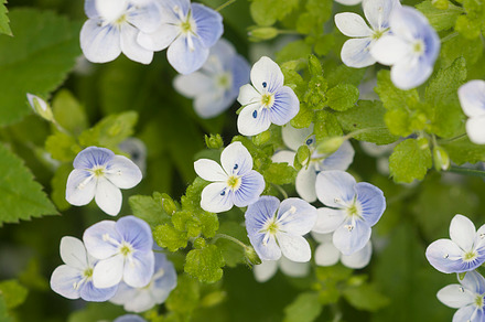 Veronica filiformis flowers, a Nature Photo by Alexander62