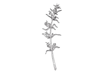 Hyssopus Officinalis Hyssop Drawing