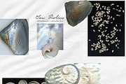Sea Relics: Objects & Backgrounds, an Object Graphic by Purple (Thumbnail 3 of 14)