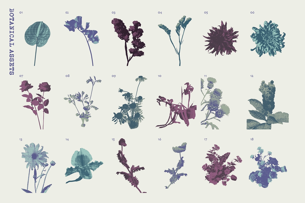 Printed Botanical Graphics, an Object Graphic by Neatly Made Studio (Photo 6 of 17)