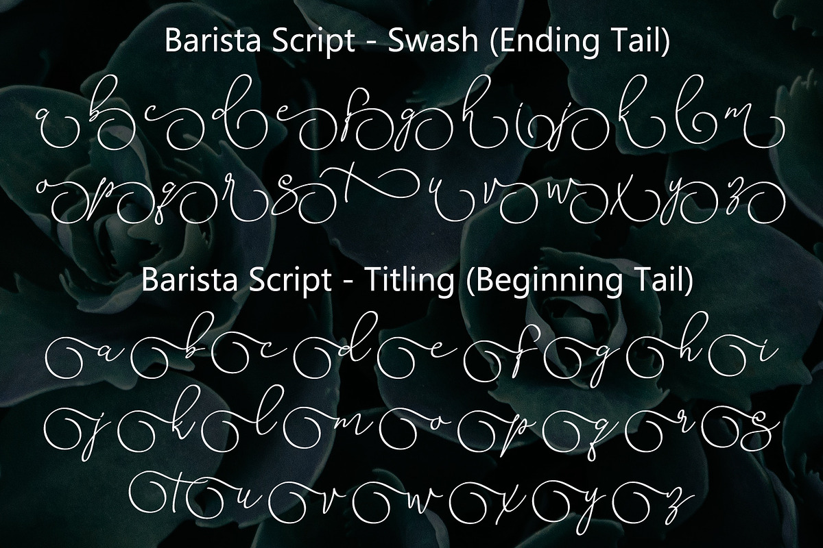 Barista Script preview 7