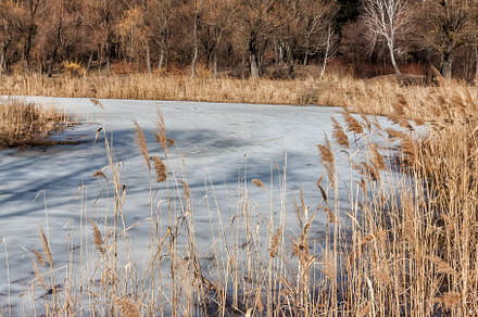Winter sunny landscape, view of the lake in the forest in Ukrain, a Nature Photo by TanaCh