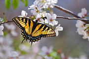 Butterfly containing butterfly, monarch, and spring, an Animal Photo by KABSPHOTOGRAPHY (Thumbnail 2 of 2)