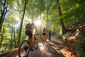 Cyclists exploring a lush forest trail during a bright sunny day, a Photo by AlyaAnd