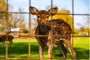 Young female deer in a meadow, an Animal Photo by MadPhotos