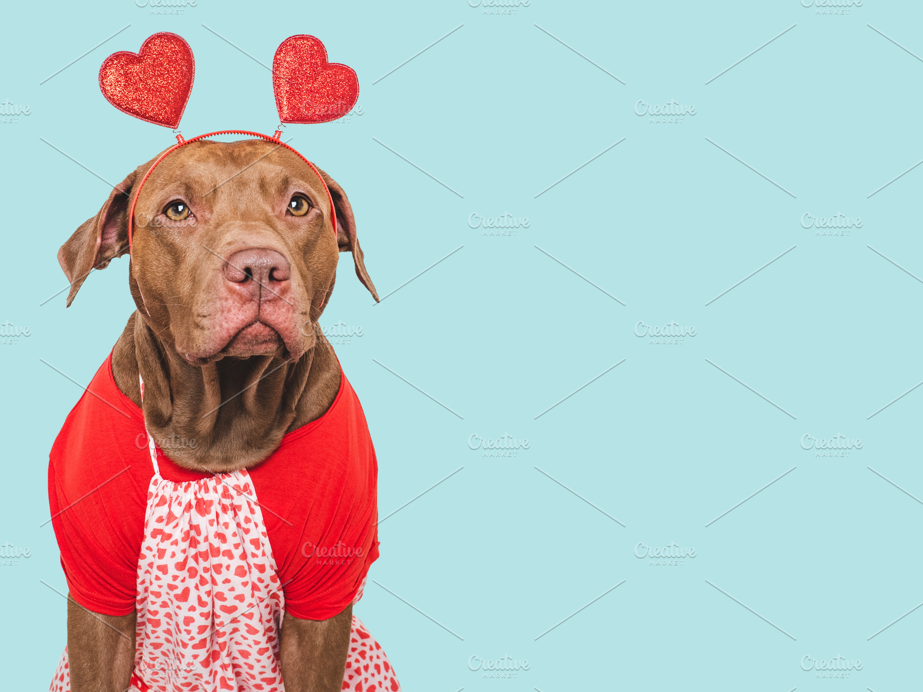 Cute brown puppy and red heart. Beautiful greeting card, an Animal Photo by Svetlana Barchan
