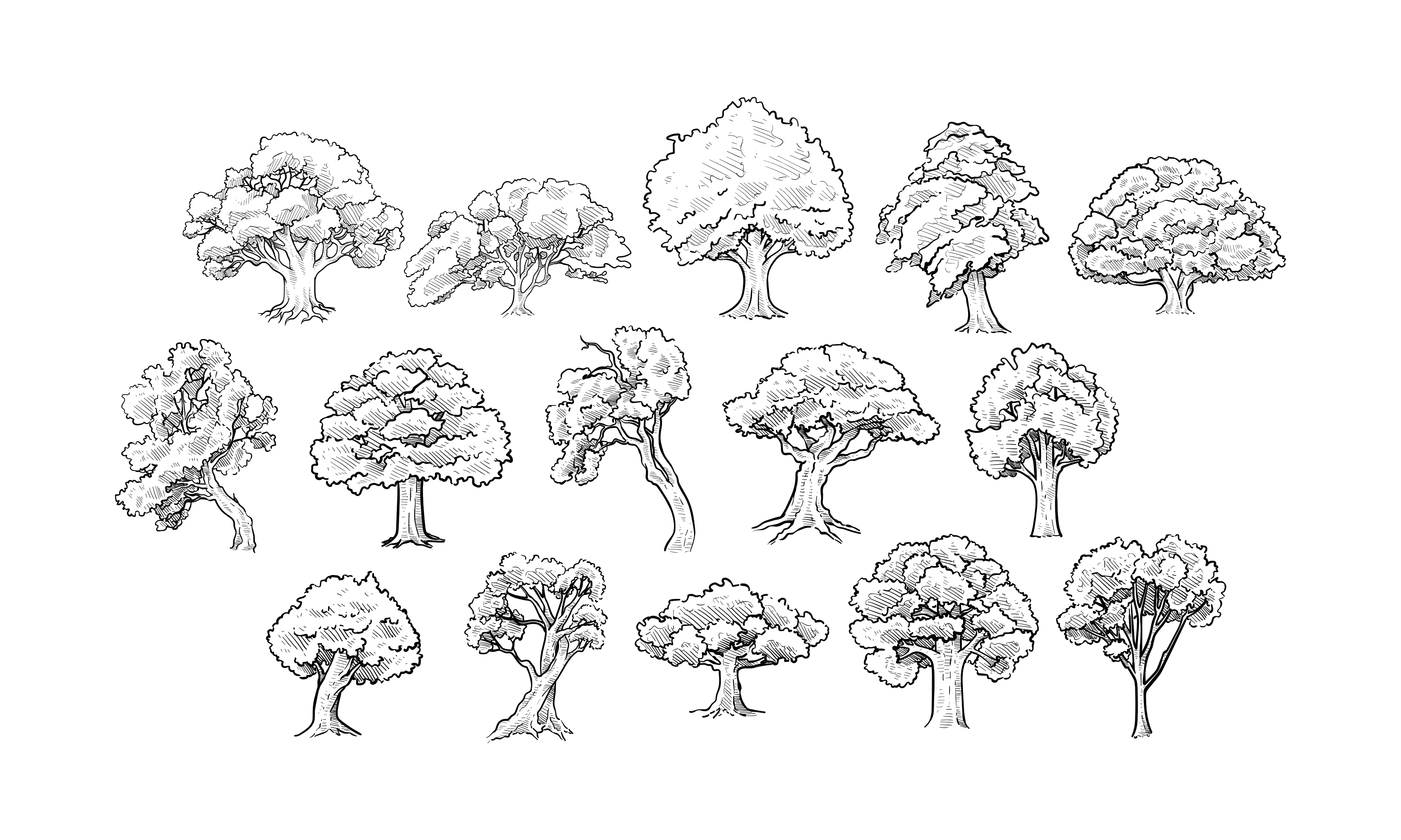 oak tree handdrawn collection, an Object Graphic by nikagraphic