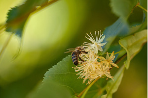 Busy Bee Pollinating Delicate Linden, an Animal Photo by Rohan Photography