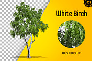 CUT OUT TREES - 60 PCS BUNDLE, a Packaging Mockup by 3DSTORE (Thumbnail 40 of 63)