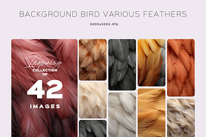 BACKGROUND BIRD VARIOUS FEATHERS