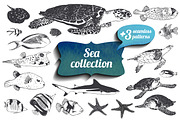 19 sea animals + patterns. Vector, an Animal Illustration by Crazy nook (Thumbnail 1 of 2)
