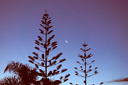 Fern & Moon, New Zealand preview 4