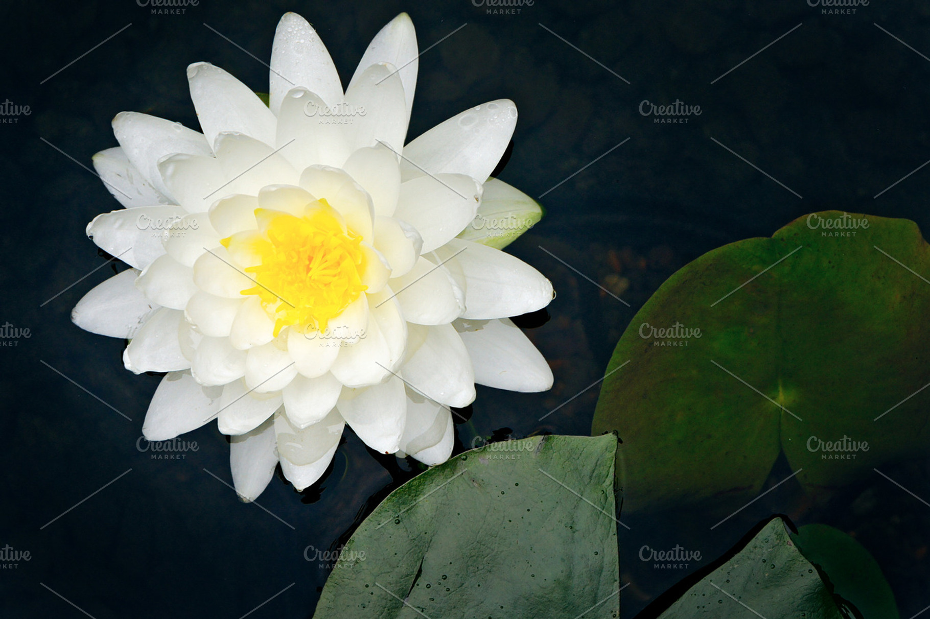 Glowing Water-Lily