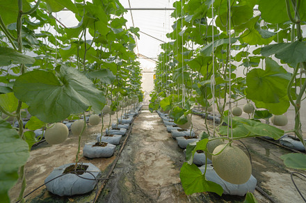 Growing fresh melon or cantaloupe in greenhouse farm. Organic fr, a Background Photo by Tampatra