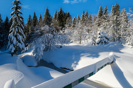 Alpine mountain snowy winter fir forest with snowdrifts and froz, a Nature Photo by YuriyB