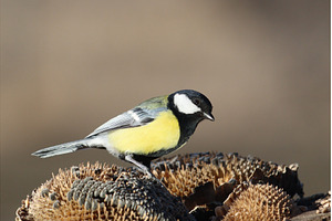 Beautiful wild great tit sitting on, an Animal Photo by Pakosta