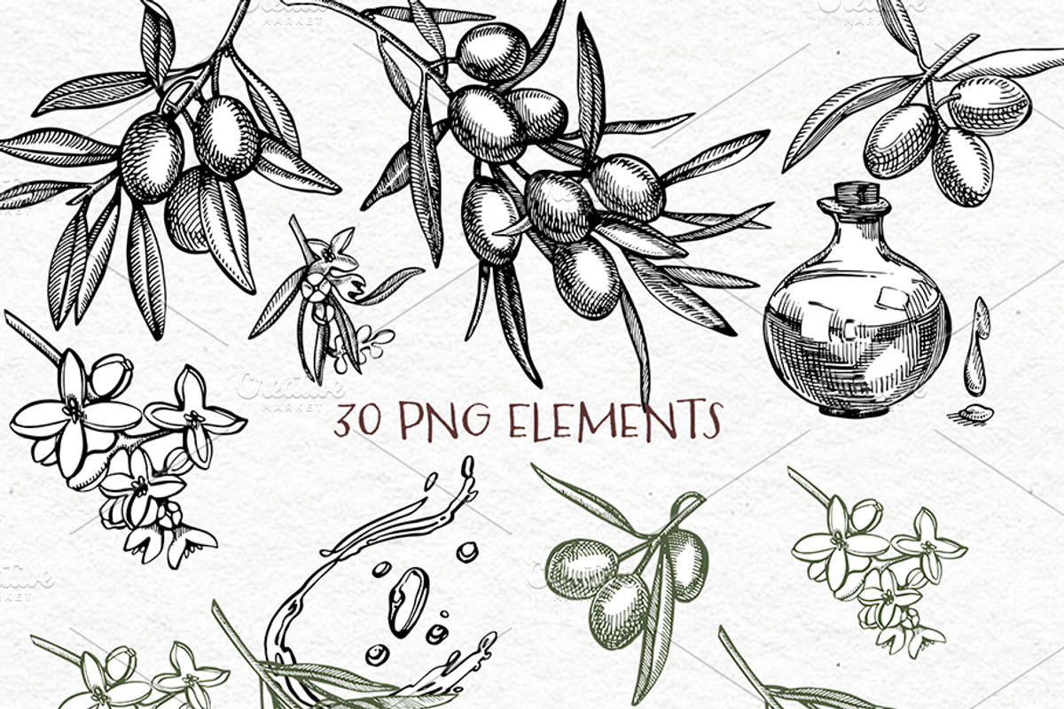 Olive branches vector illustration, a Food Illustration by Ann Astro (Photo 2 of 7)