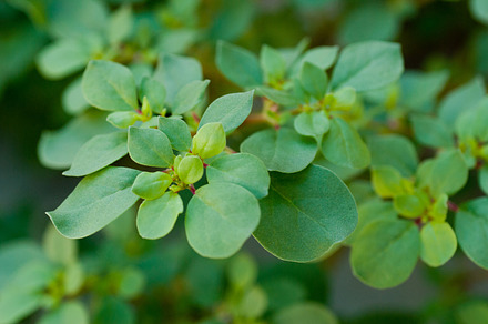 Sprouts Featuring 2012 Arizona And Gardening preview 3