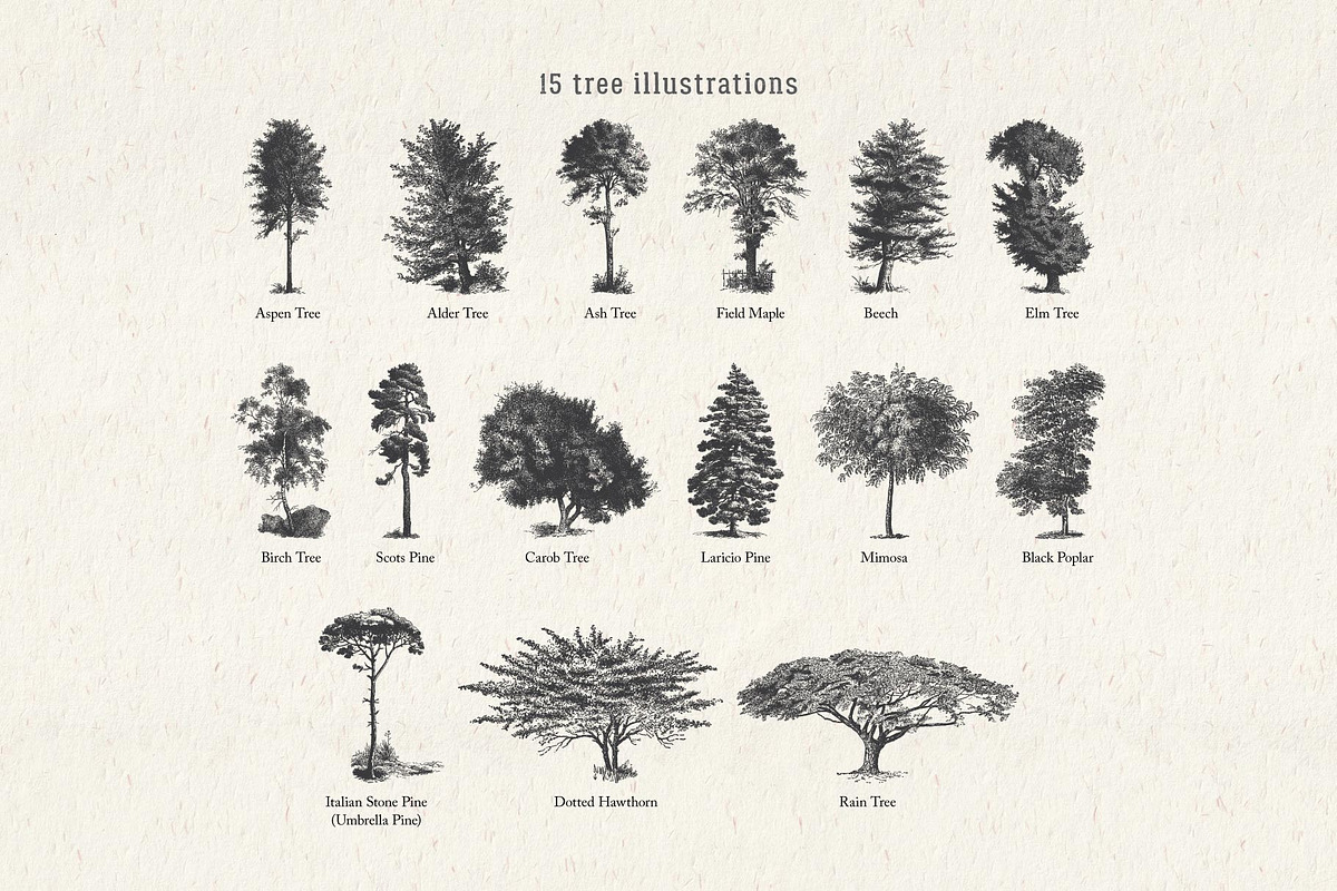 Vintage Tree Vector Bundle Vol. 5, an Object Illustration by Seaquint (Photo 2 of 5)