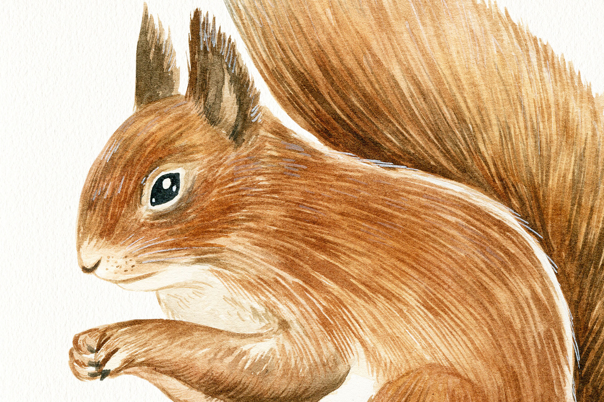 Watercolor Forest Animals Clipart, a Graphic by svetodesign (Photo 7 of 12)