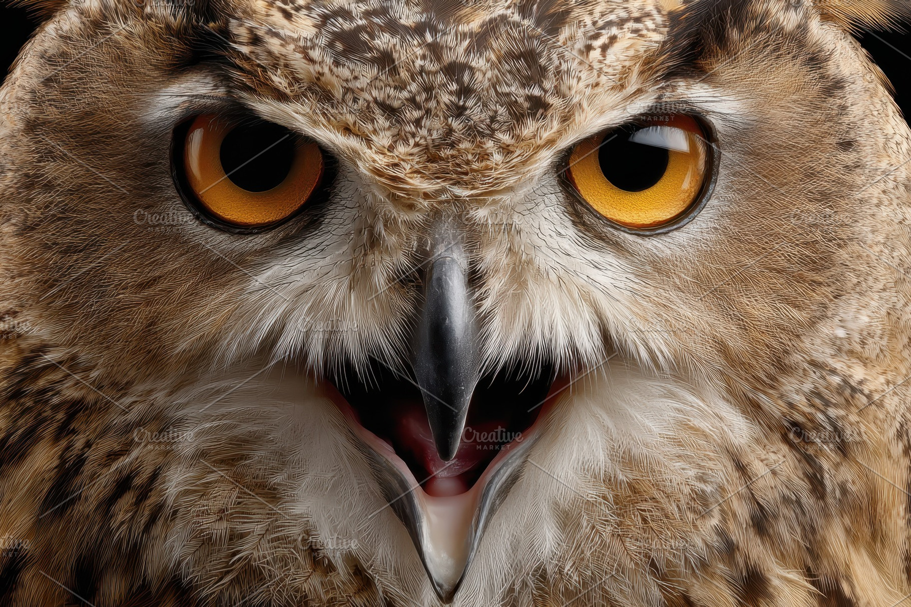 Close-up portrait of cute owl, an Animal Photo by AlyaAnd