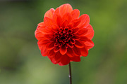 Spring Flower Garden Photo Bundle, a Nature Photo by Silent Nature (Thumbnail 3 of 6)