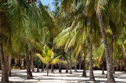 Palm tree forest on Zanzibar