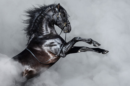 Black andalusian horse rearing stock photo containing rear and rearing, an Animal Photo by Horses and Dogs