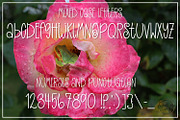 The Shady Frog - A Multilingual Font, a Sans Serif Font by Endless Time Graphics (Thumbnail 2 of 3)