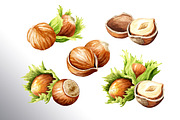 Huzelnuts. Watercolor collection, a Food Illustration by Daria Ustiugova (Thumbnail 5 of 23)