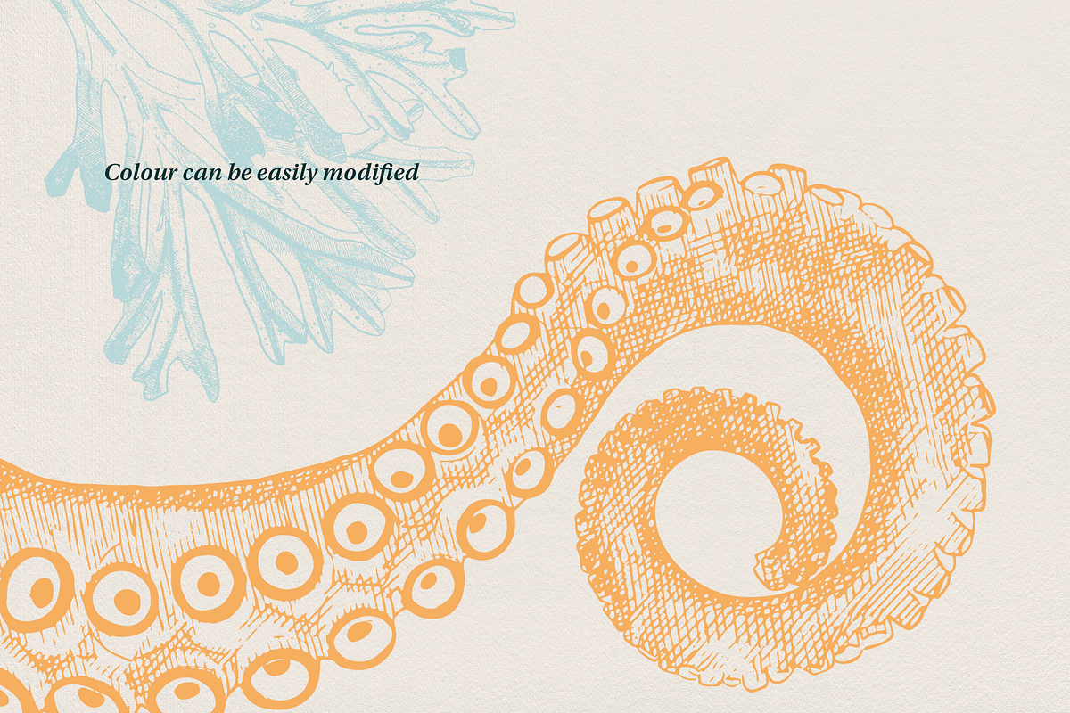 Seafood illustrations, a Food Illustration by Camille Natton (Photo 4 of 8)