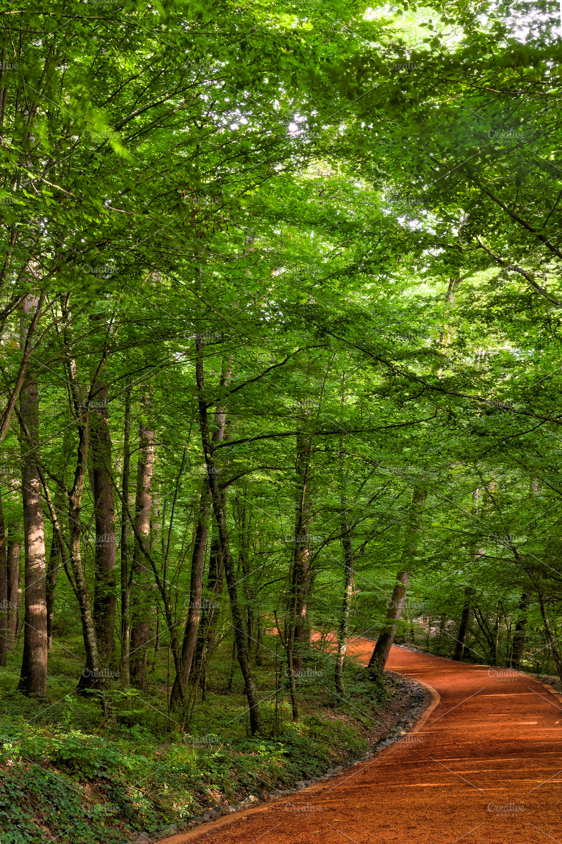 Road In The Woods 5